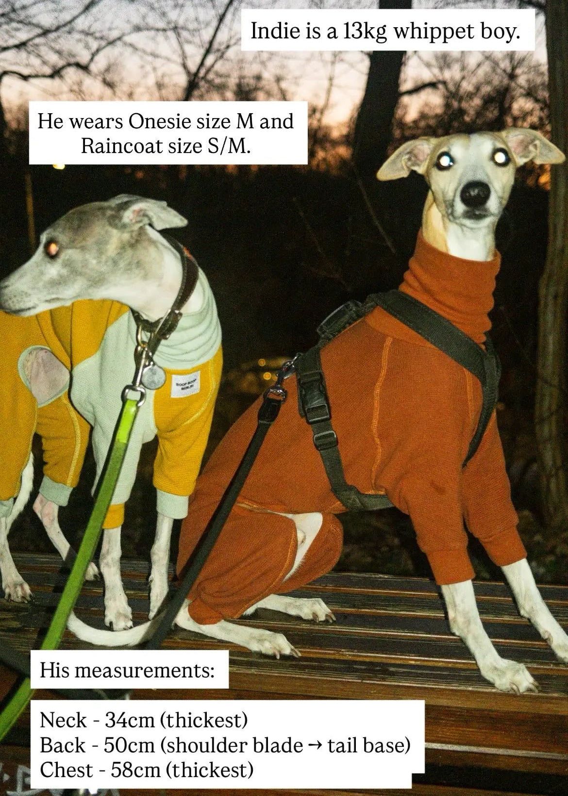 Two whippet dogs outdoors at dusk wearing dog onesies in yellow and copper with high neck. The texts provide the dog's body measurements and the size that fits him. 
