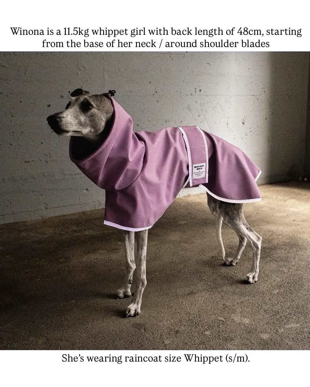 A whippet dog wearing a lavender-purple raincoat with reflective grey trim, standing in a dimly lit concrete location. Texts describe the dog's body measurements, and the raincoat size S/M.