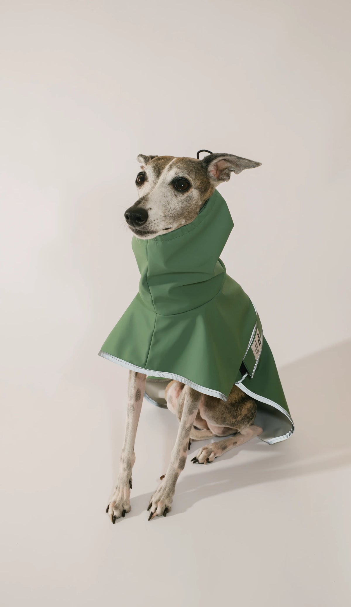 A whippet dog wearing a green hooded raincoat, sitting against a plain light beige studio background.