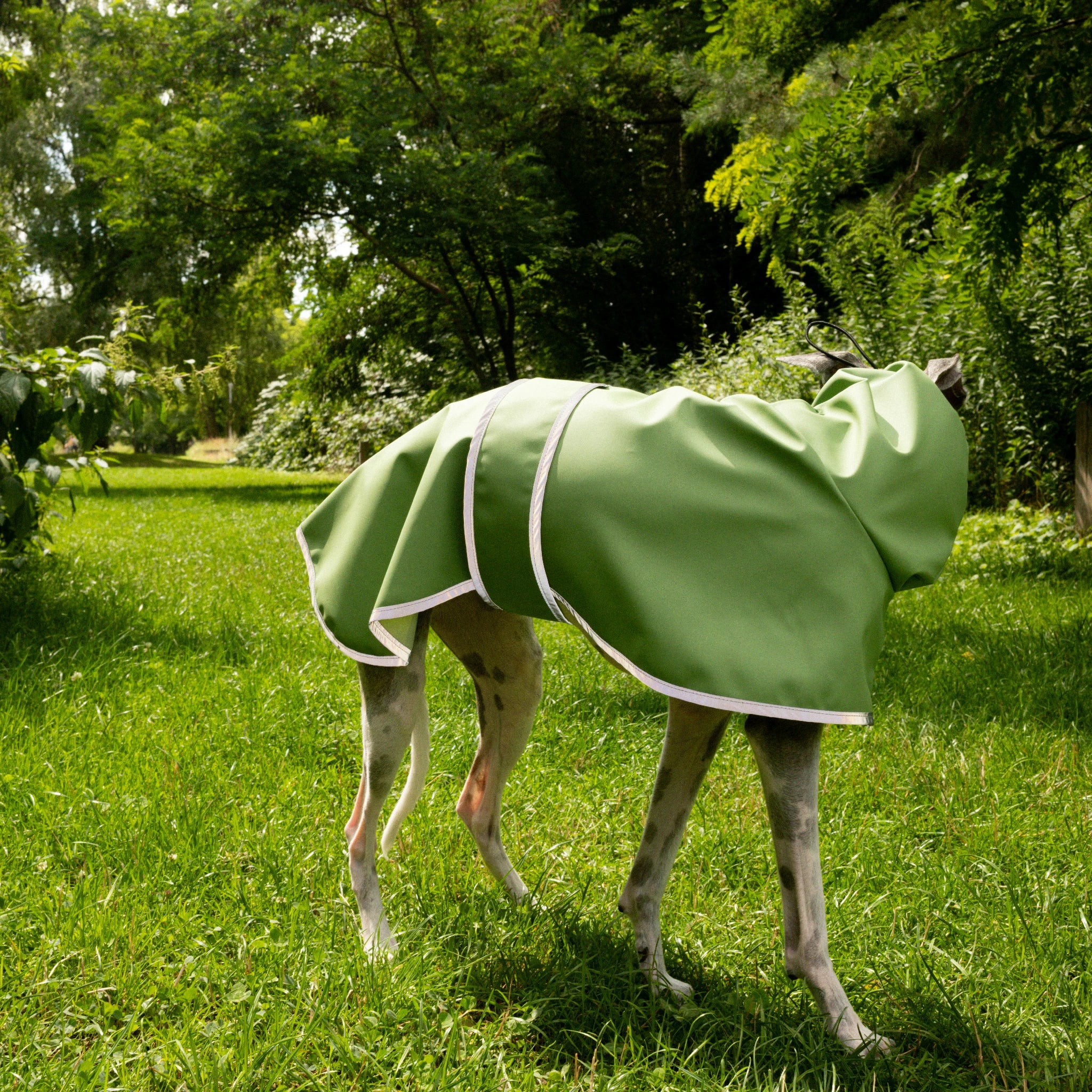 Boop Boop Berlin the Puddle Club sighthound raincoat, green rain jacket, italian greyhound outer wear, brindle whippet looking away, reflective