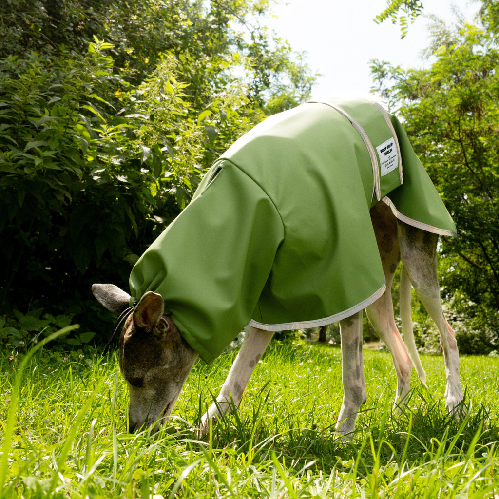 Boop Boop Berlin the Puddle Club sighthound raincoat, green rain jacket, italian greyhound outer wear, brindle whippet sniffing grass, reflective