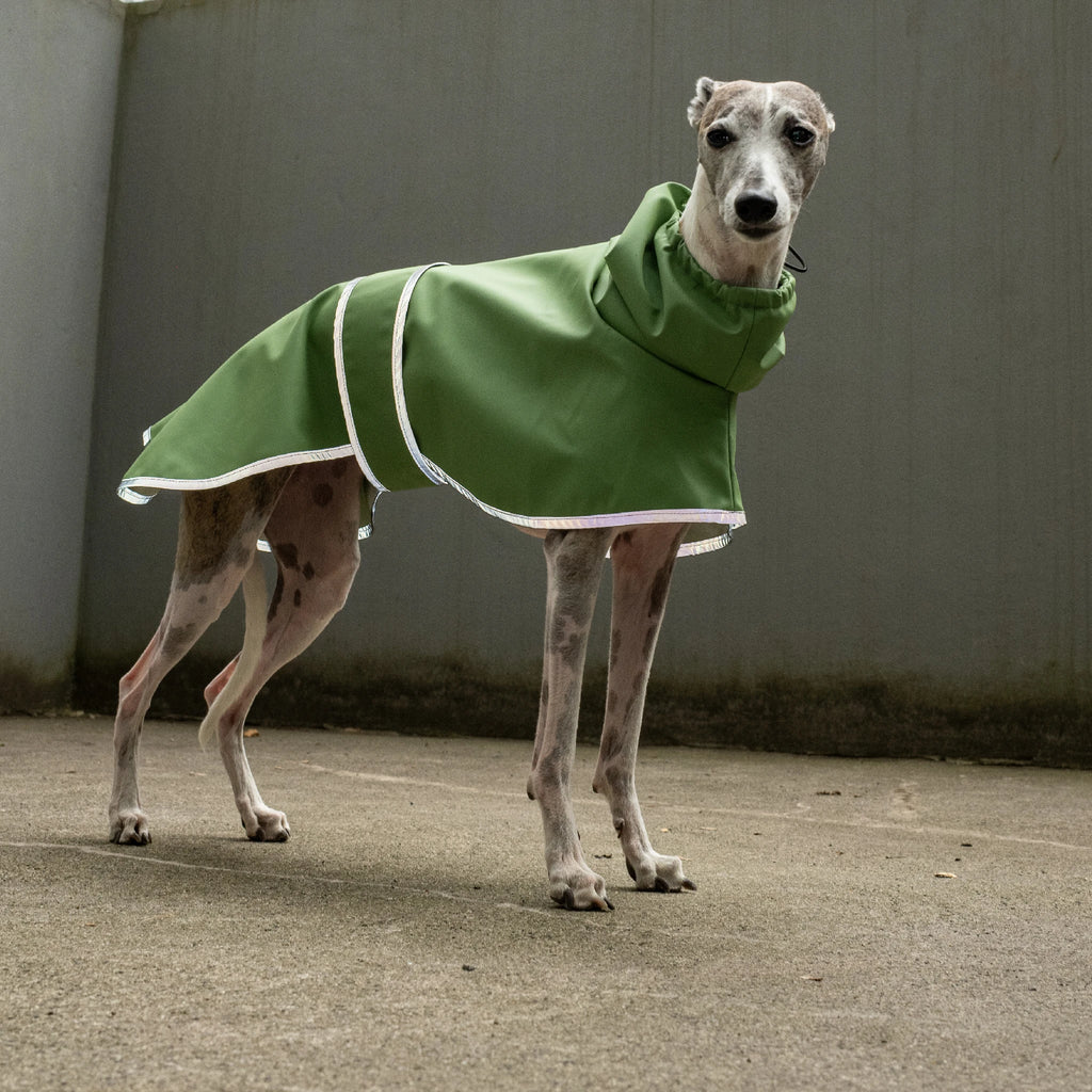 Boop Boop Berlin the Puddle Club sighthound raincoat, green rain jacket, italian greyhound outer wear, brindle whippet standing, reflective