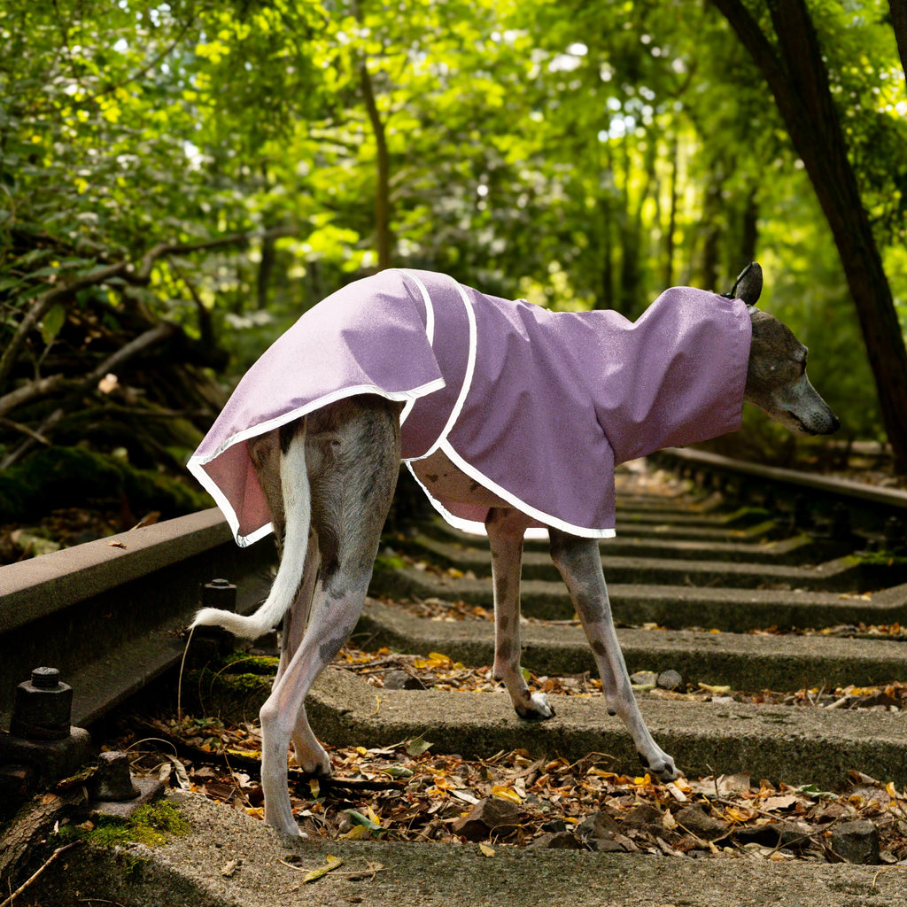 Boop Boop Berlin the Puddle Club whippet raincoat, lavendar rain jacket, sighthound outer wear, brindle whippet back, reflective