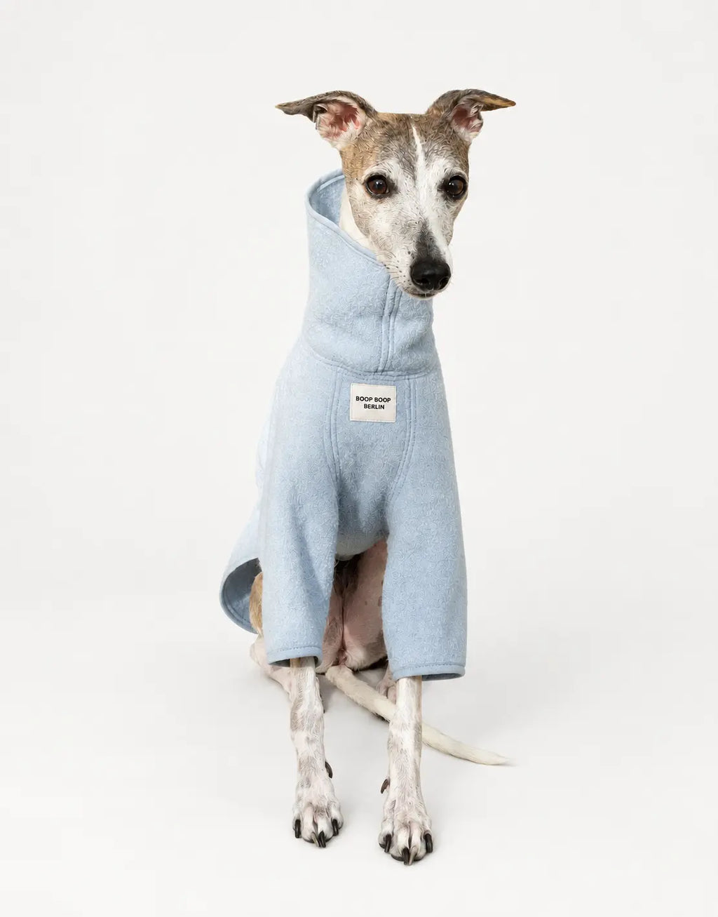 A whippet dog wearing a light blue turtle neck wool pet sweater, view from the front, long sleeve