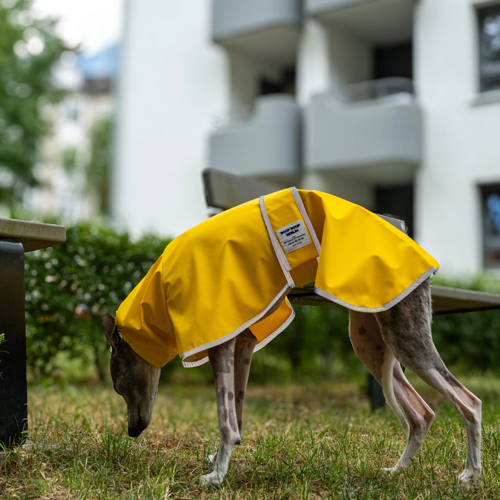 Boop Boop Berlin the Puddle Club whippet raincoat, yellow rain jacket, italian greyhound outter wear, brindle whippet on the grass, reflective