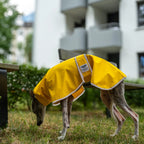Boop Boop Berlin the Puddle Club whippet raincoat, yellow rain jacket, italian greyhound outter wear, brindle whippet on the grass, reflective