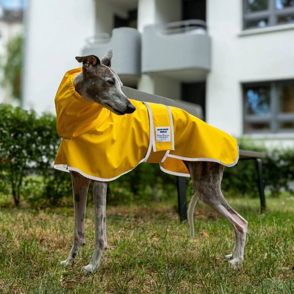 Boop Boop Berlin the Puddle Club whippet raincoat, yellow rain jacket, sighthound outer wear, brindle whippet side, reflective
