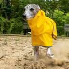 Boop Boop Berlin the Puddle Club sighthound raincoat, yellow rain jacket, whippet dog outter wear, brindle whippet running, reflective